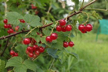 red currant berries