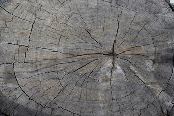 Fototapeta premium Old wooden tree cut surface