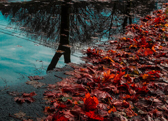 Red leaves by the water