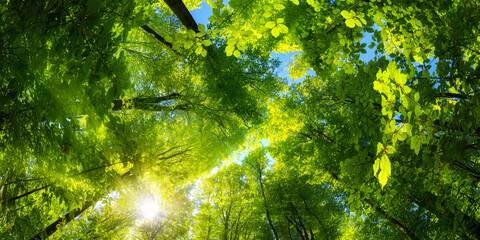 Elevating panoramic upwards view to the canopy in a beech forest with fresh green foliage, sun rays and clear blue sky