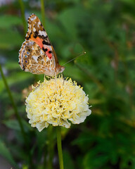 Butterfly peacock eye
