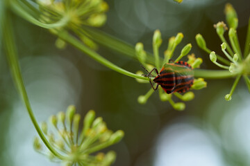 Red striped bedbug on a green branch of dill Graphosoma italicum, red and black striped stink bug, Pentatomidae.