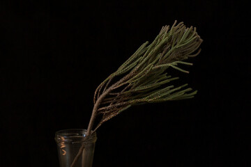 Dried flower on a black background