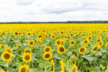 Beautiful landscape with yellow sunflowers. Sunflower field, agriculture, harvest concept. 