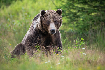 Brown bear, ursus arctos, sitting on meadow in summertime nature. Majestic mammal with fur looking to the camera with conifer tree in background.