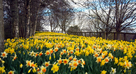 Field of yellow and white daffodils with trees on both sides