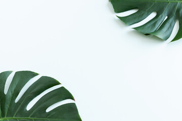 Tropical green leaves of monstera plant and white field for text on background