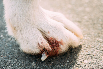 Damaged Claw And Finger In Dog. Dog's Paw Close Up