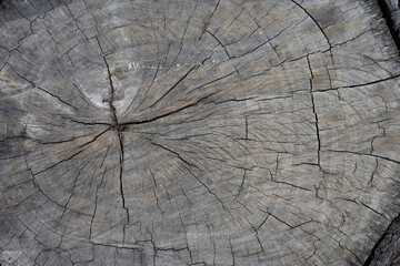 Fototapeta premium Old wooden tree cut surface . Rough texture of tree