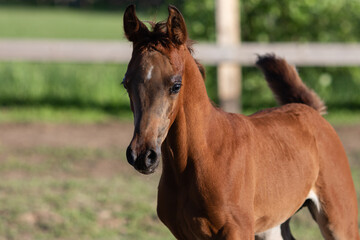 Young pretty arabian foal on summer background, horse portrait closeup