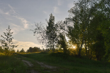 Fototapeta na wymiar sunrise in the summer forest