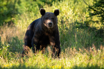 Majestic brown bear, ursus arctos, standing in forest in summer on a sunny day. Large wild animal looking to the camera in nature with shadow in background.