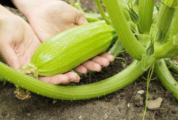 Green fresh zucchini in the hands. Growing zucchini in the garden. Healthy food