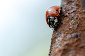 macro image ladybird on rusted metal