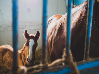 Portrait of two weeks old colt with horse mom at horse farm