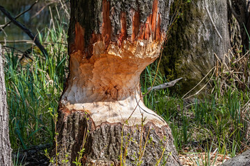 Marks afters beaver teeth on a tree trunk in wetland. Horizontal close-up composition on a tree...