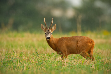 Naklejka na ściany i meble Majestic roe deer, capreolus capreolus, standing on field in rainy summer day. Buck looking to the camera on field in raindrops. Wild mammal with antlers watching on pasture.