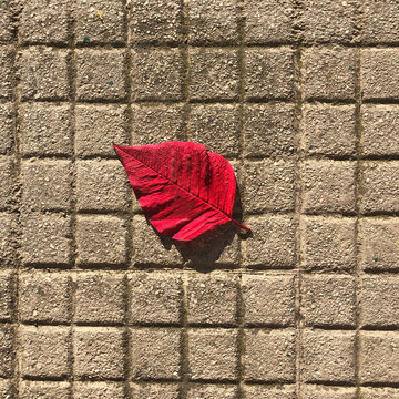 Foglia rossa sul marciapiede