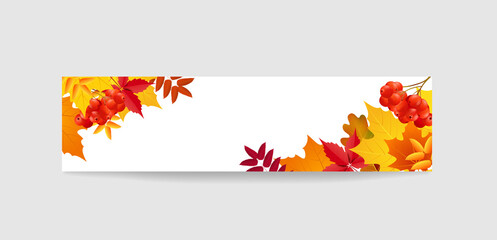 Banner with colored leaves and rowan, autumn time, template for design.