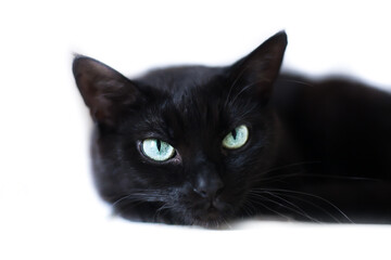 Black cat with green eyes lying, white background