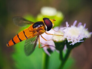 fly on flower