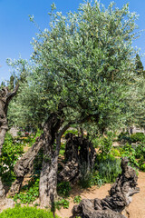 In Gethsemane grow ancient olives