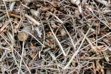 heap of dry wooden twig branches of firewood. Brushwood natural background wooden texture. Close up view