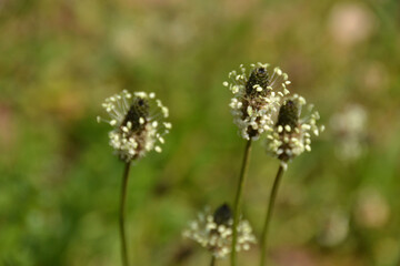 fleurs de plantain aux propriétés médicinales