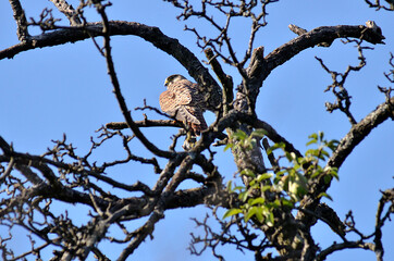 Raubvogel mit Maus in Baumwipfel
