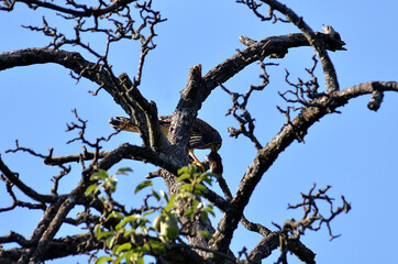 Raubvogel mit Maus in Baumwipfel
