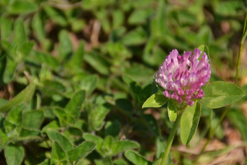 feuilles de trèfle et fleur de trèfle
