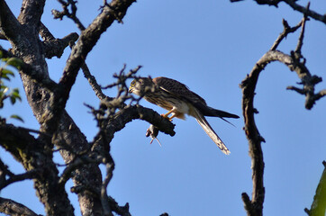 Raubvogel mit Maus in Baumwipfel