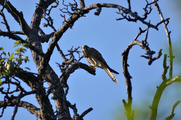 Raubvogel mit Maus in Baumwipfel