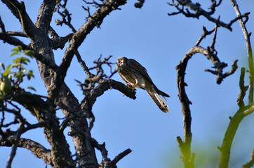 Raubvogel mit Maus in Baumwipfel