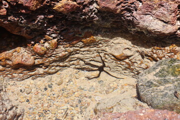 starfish on the rock
