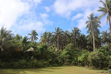 Plakat coconut palm trees