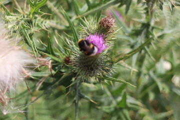 bee on thistle