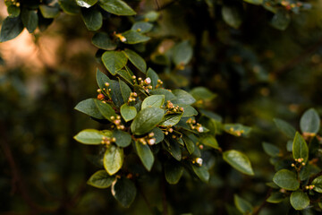 dark plants with green leaves