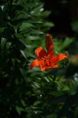 Obraz premium Light Orange Thunberg Lily in Full Bloom