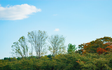 木　空　雲　素材