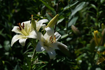 Fototapeta na wymiar White Thunberg Lily in Full Bloom