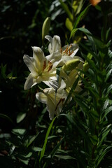 White Thunberg Lily in Full Bloom