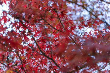 秋に咲く紅葉