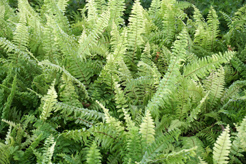 Fern Leaves plant pattern for background.