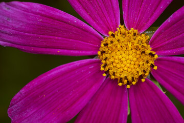 Red flower with yellow nectar on a blurred background. Close-up. © XELAR