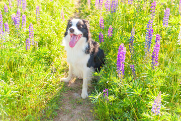 Outdoor portrait of cute smiling puppy border collie sitting on grass violet flower background. Little dog with funny face in sunny summer day outdoors. Pet care and funny animals life concept