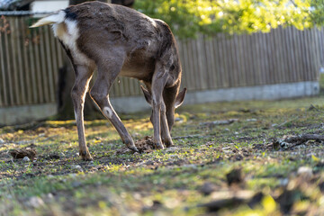 公園にいる鹿