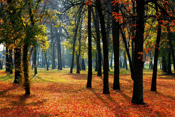 Trees and leaves at the park in autumn