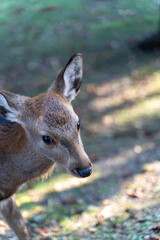 公園にいる鹿