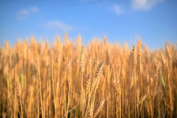 golden wheat field at sunset